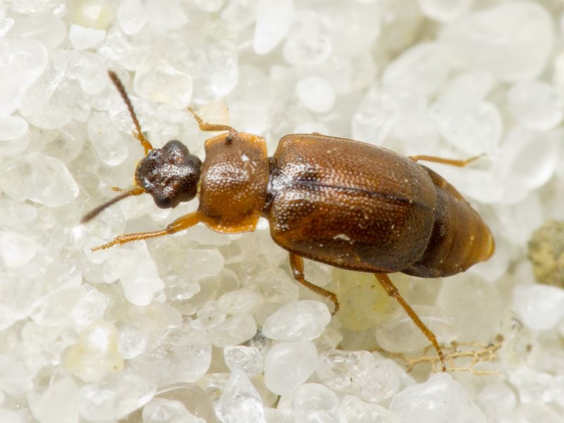 Anthobium atrocephalum (Gyllenhal, 1827)